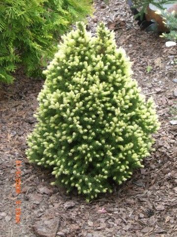 Picea glauca Daisy s White  2